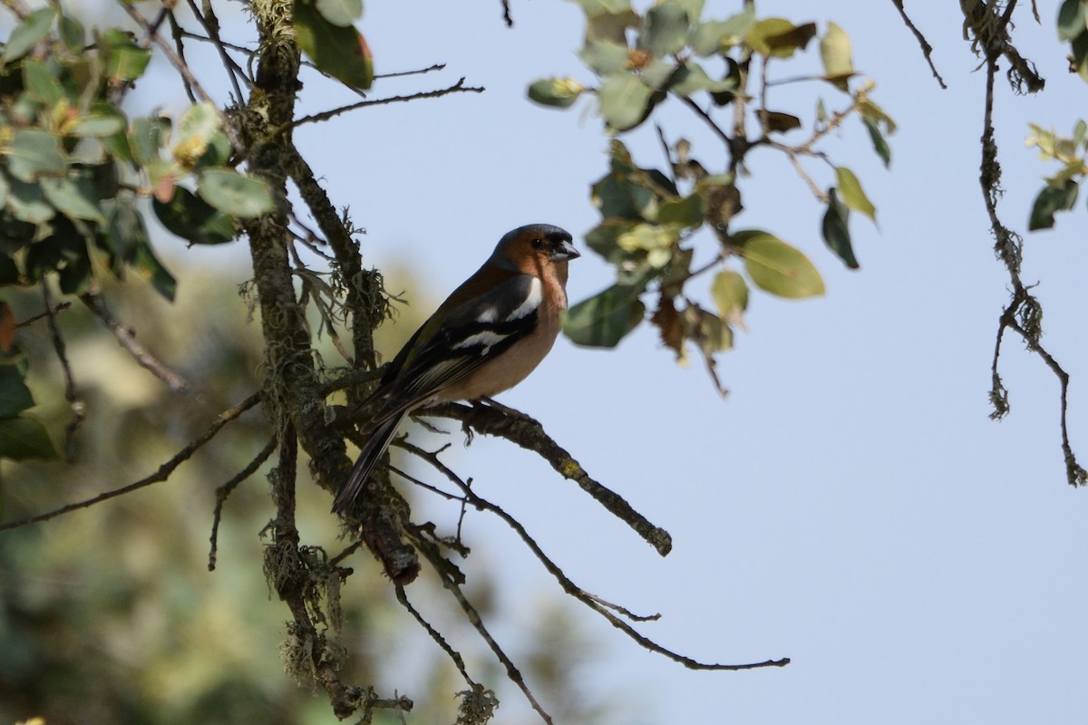 Common Chaffinch - Andrés Turrado Ubón