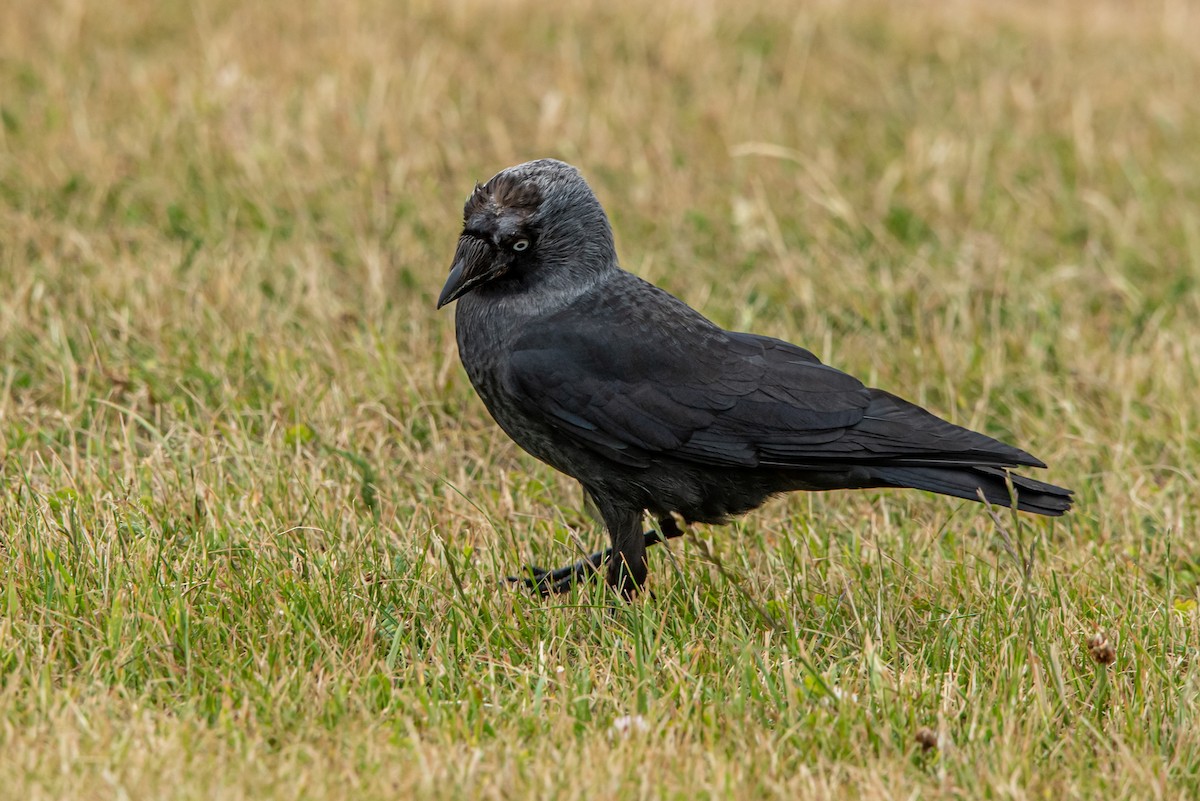 Eurasian Jackdaw - ML592504121