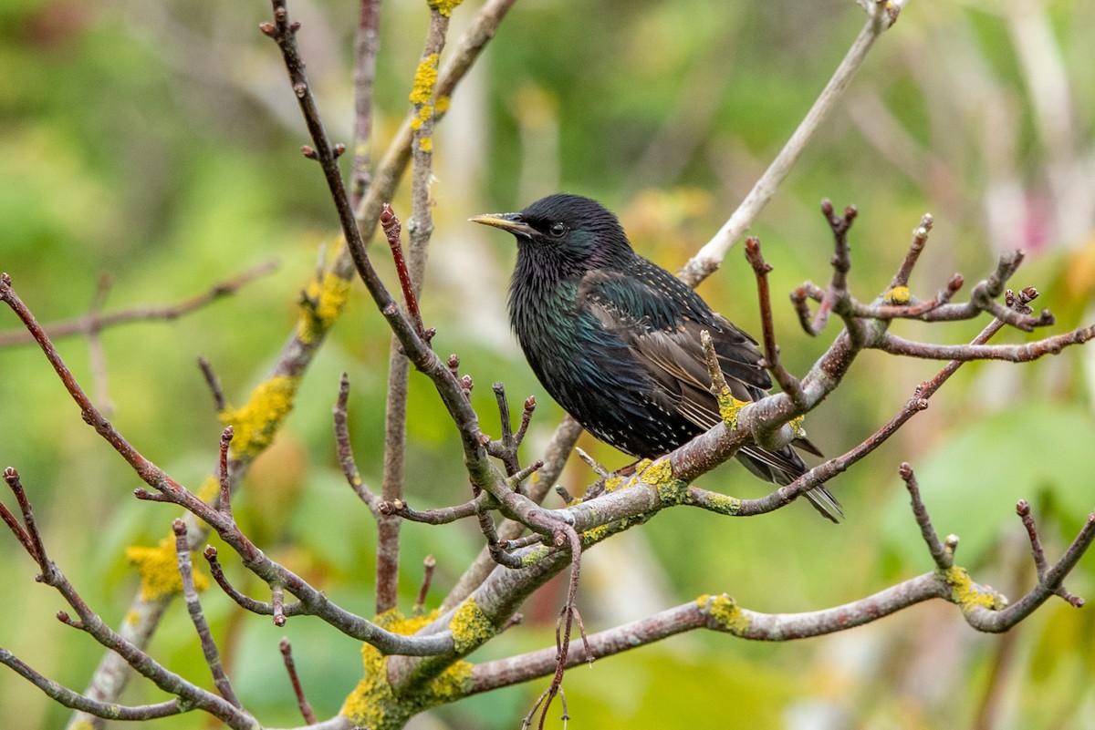 European Starling - ML592504261