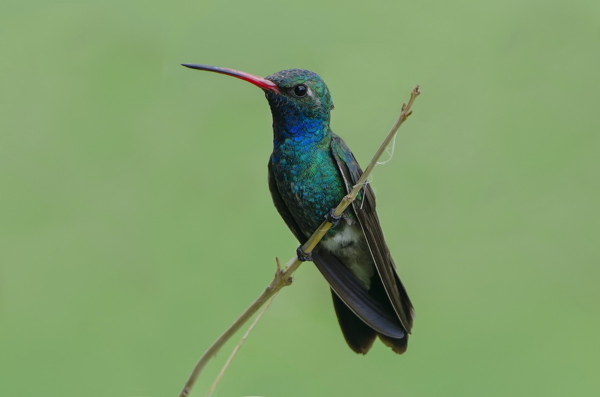 Broad-billed Hummingbird - Jeff Maw