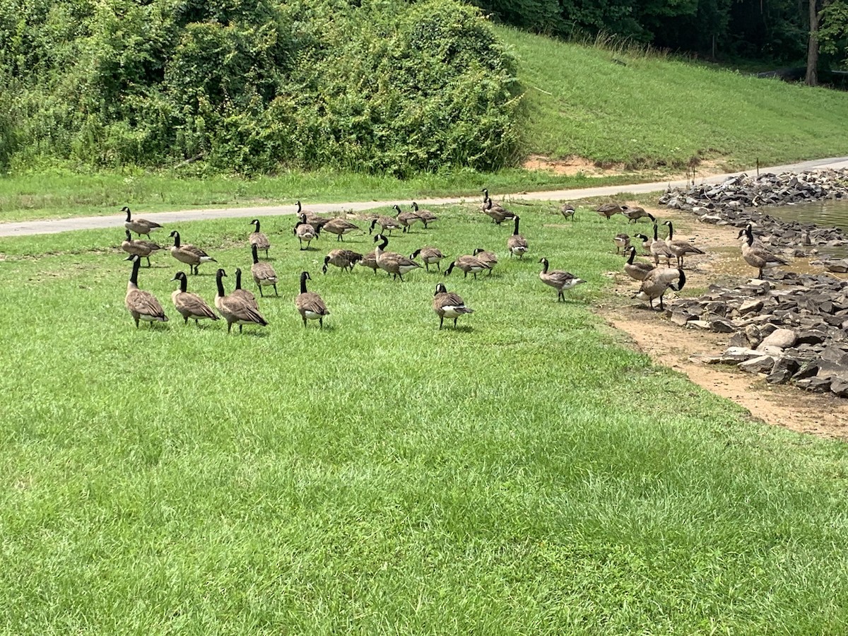 Canada Goose - ML592505181