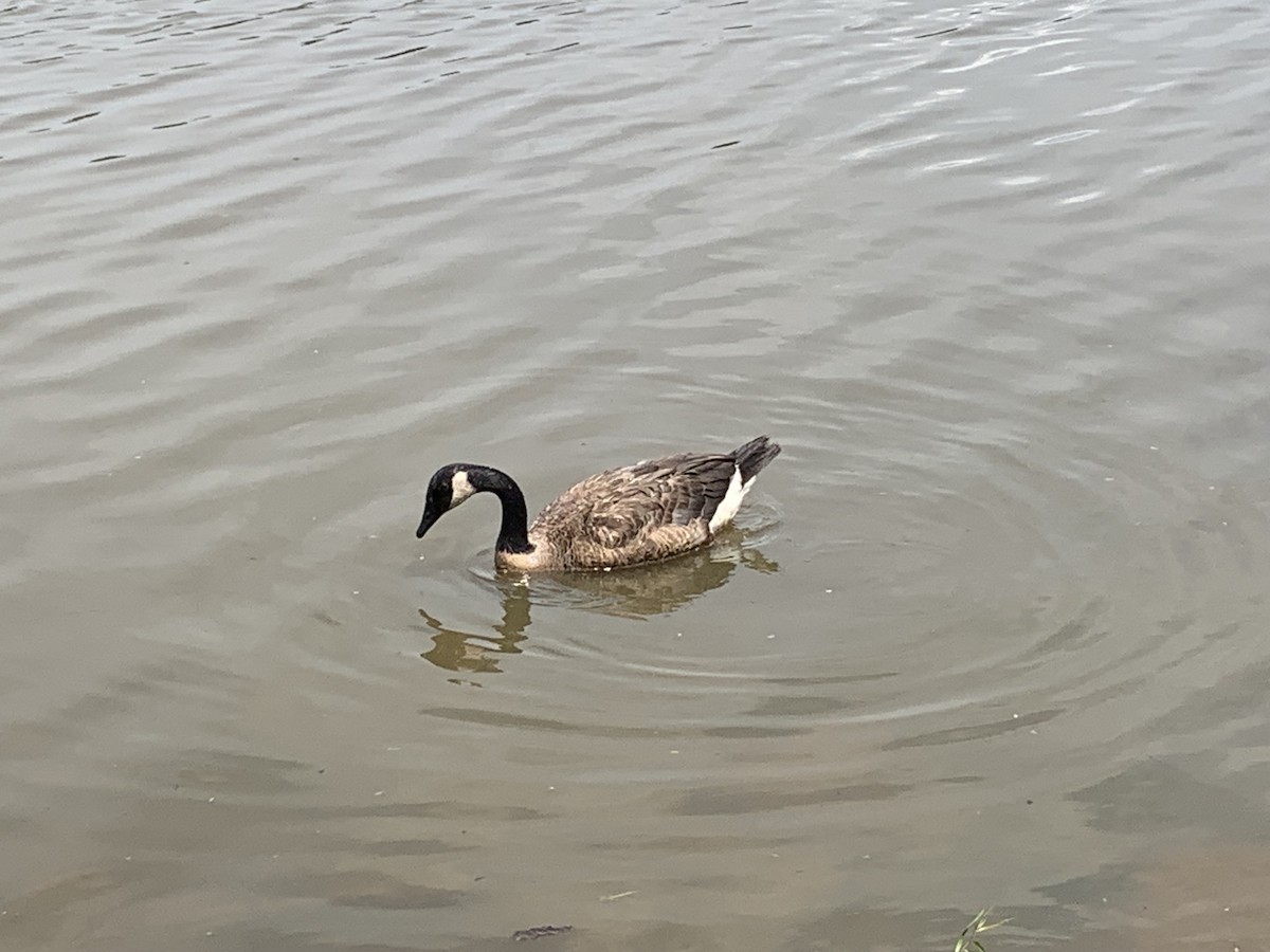 Canada Goose - Heather Mayer