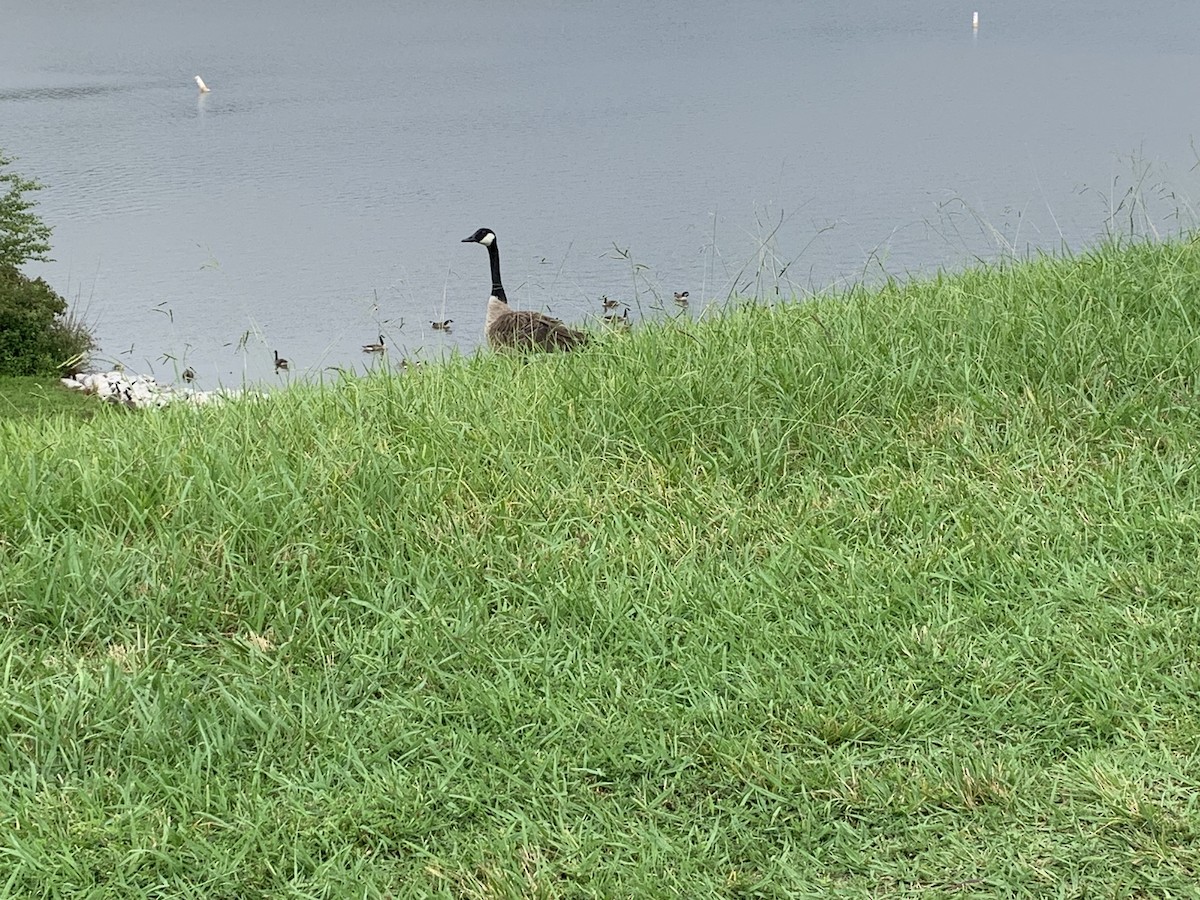 Canada Goose - ML592505251