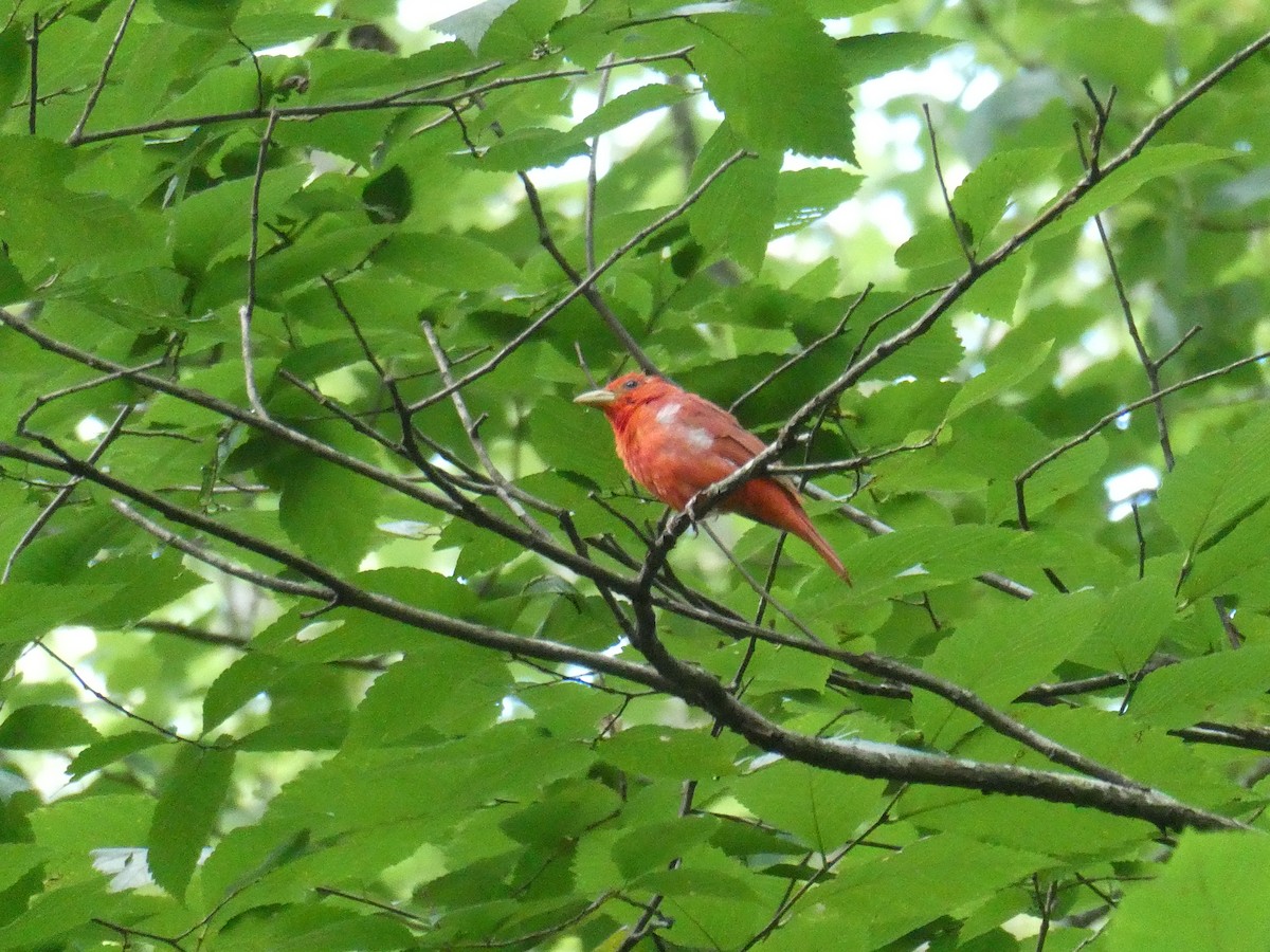 Summer Tanager - Leigh McDougal