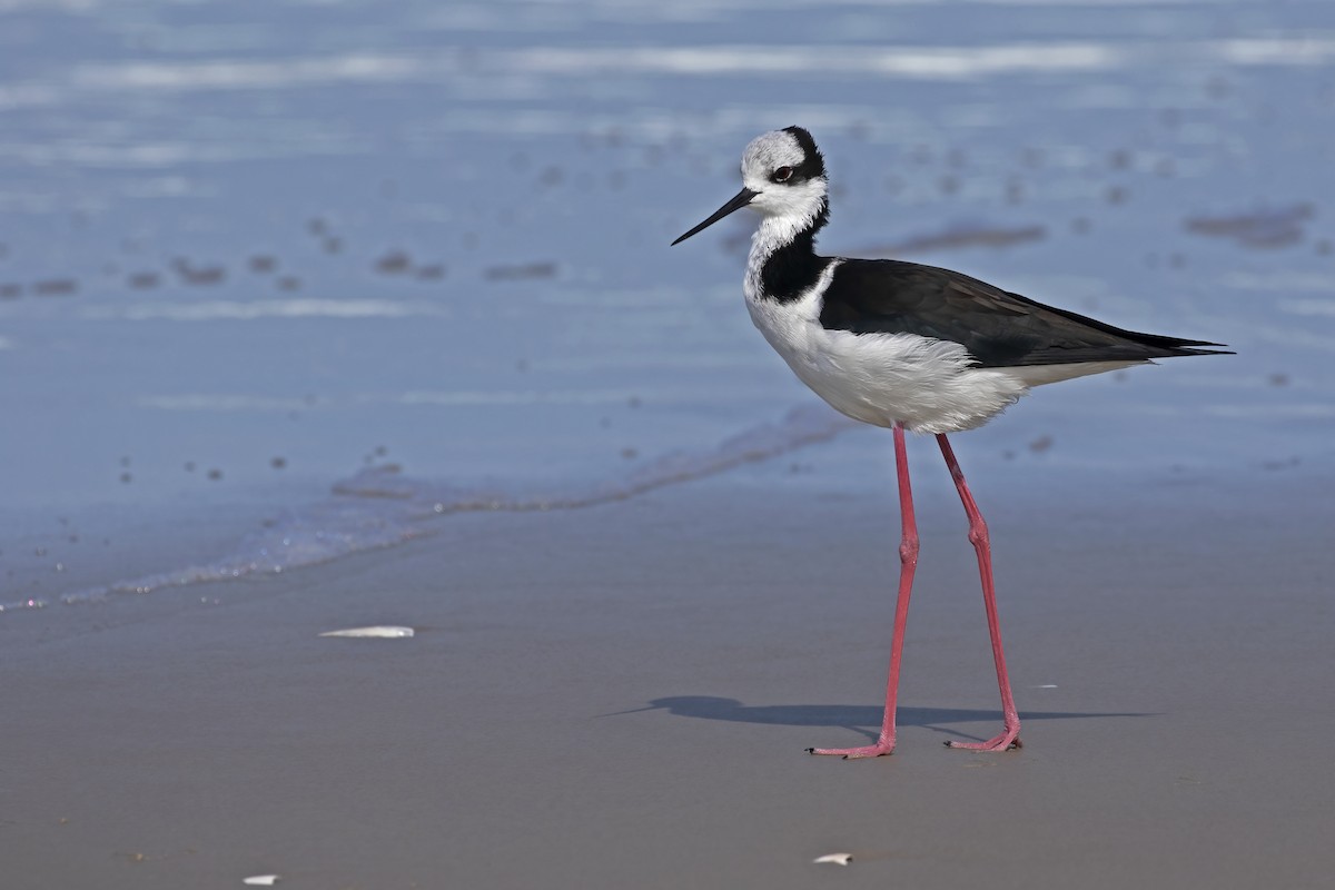 Black-necked Stilt - ML592506211