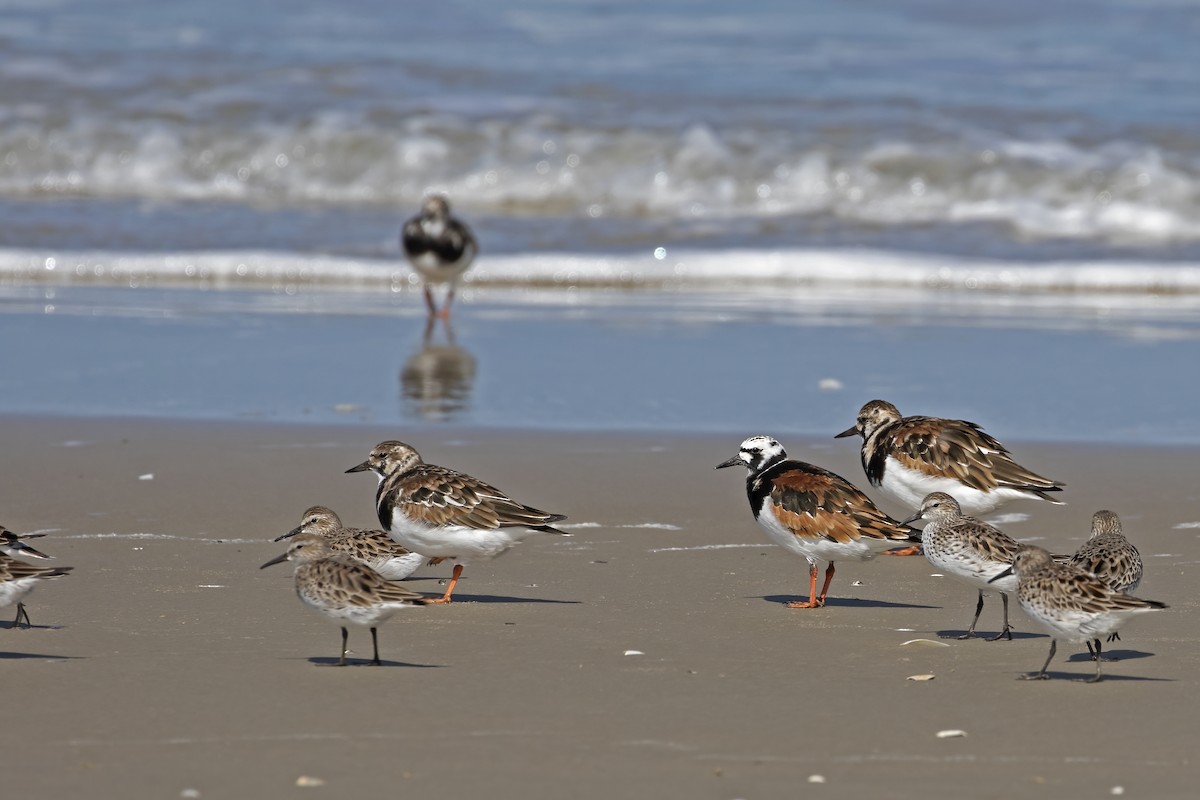 Ruddy Turnstone - ML592506421