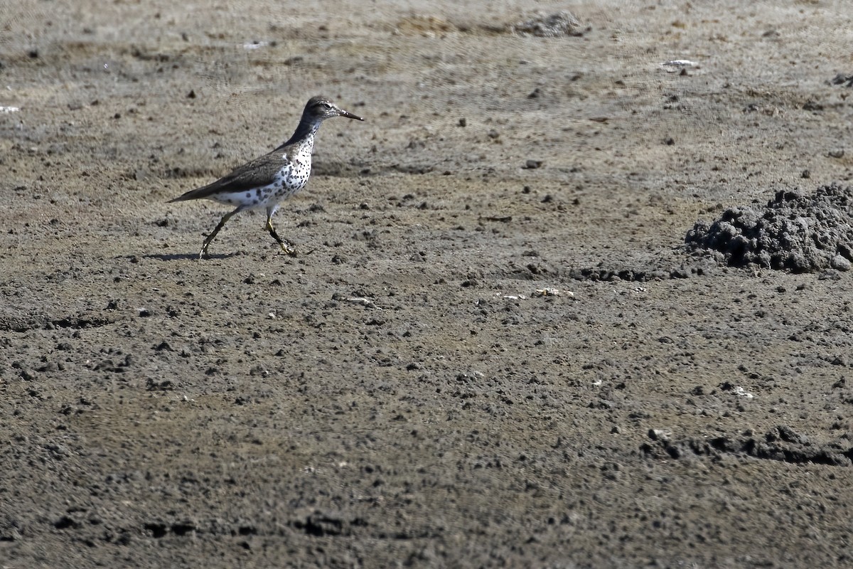 Spotted Sandpiper - ML592506751