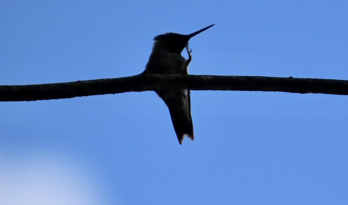 Ruby-throated Hummingbird - ML592507201