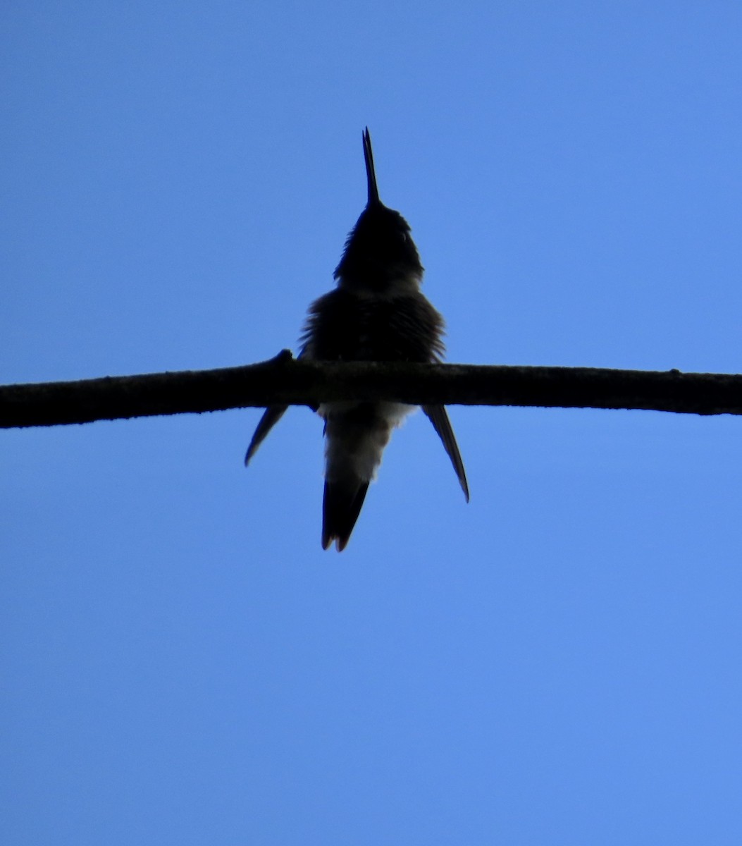 Ruby-throated Hummingbird - ML592507211