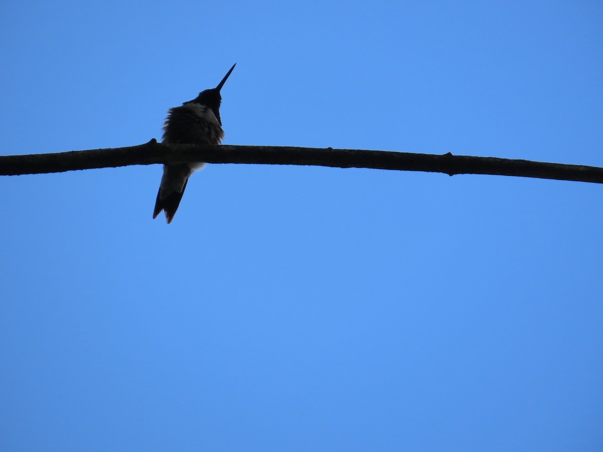 Ruby-throated Hummingbird - ML592507221
