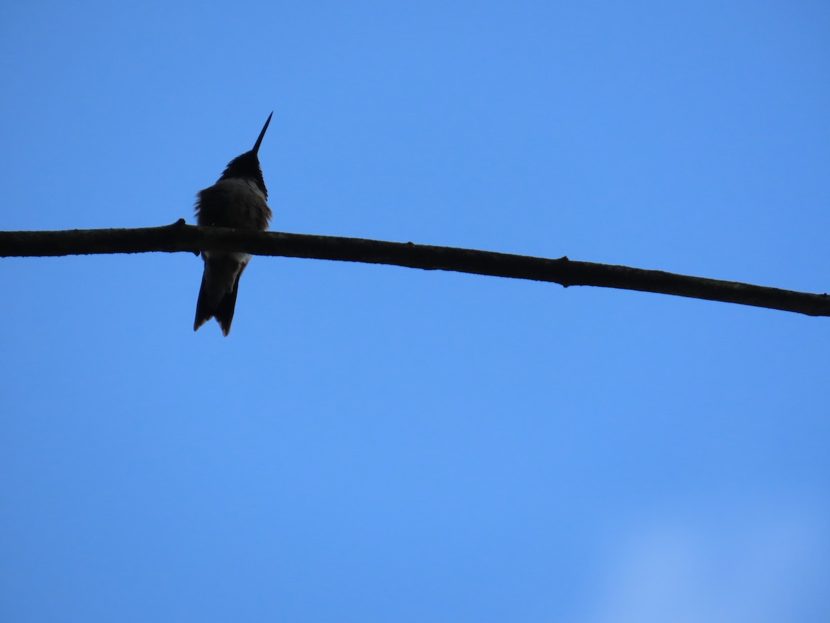 Ruby-throated Hummingbird - ML592507231