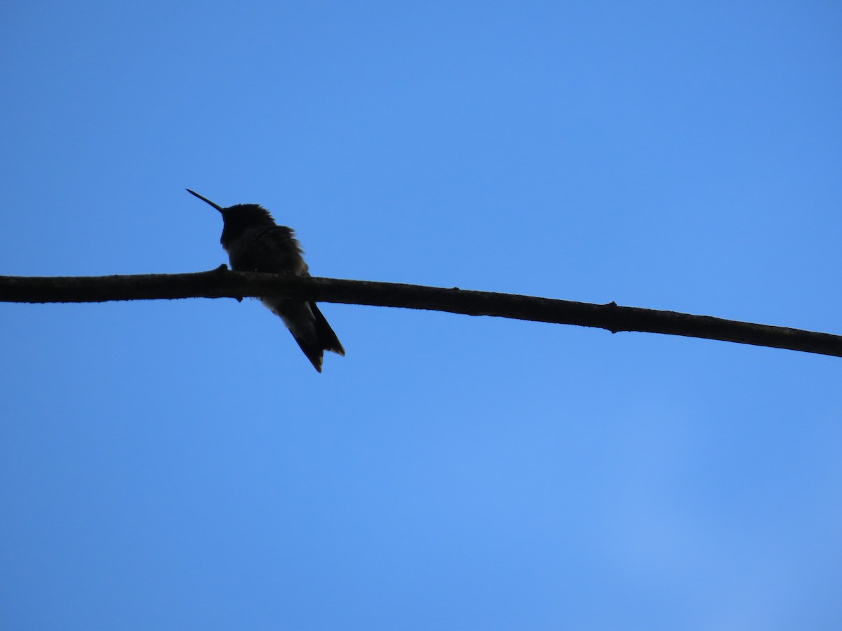 Ruby-throated Hummingbird - ML592507241
