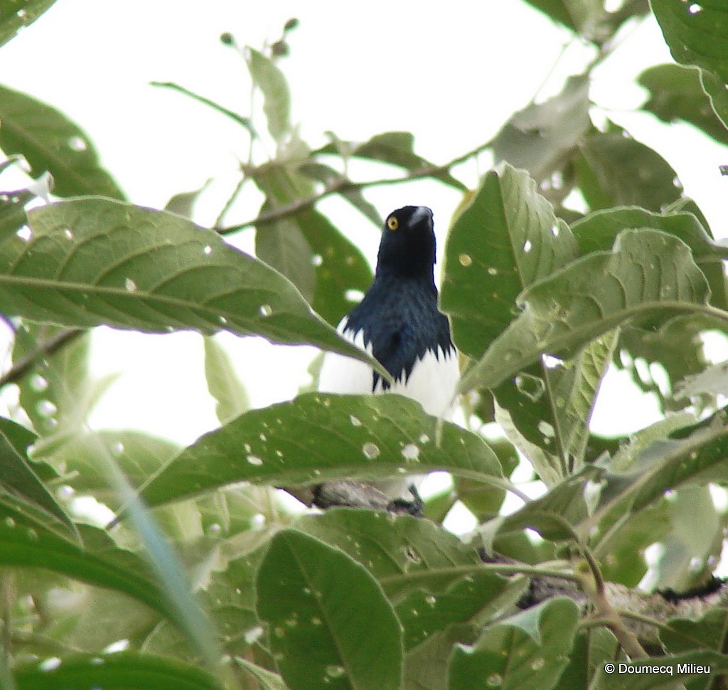 Magpie Tanager - ML59250761