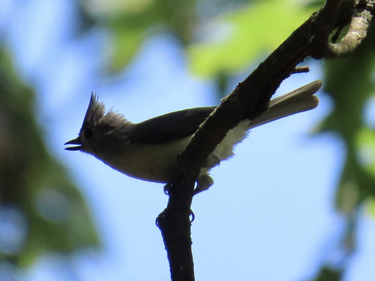 Tufted Titmouse - ML592507681