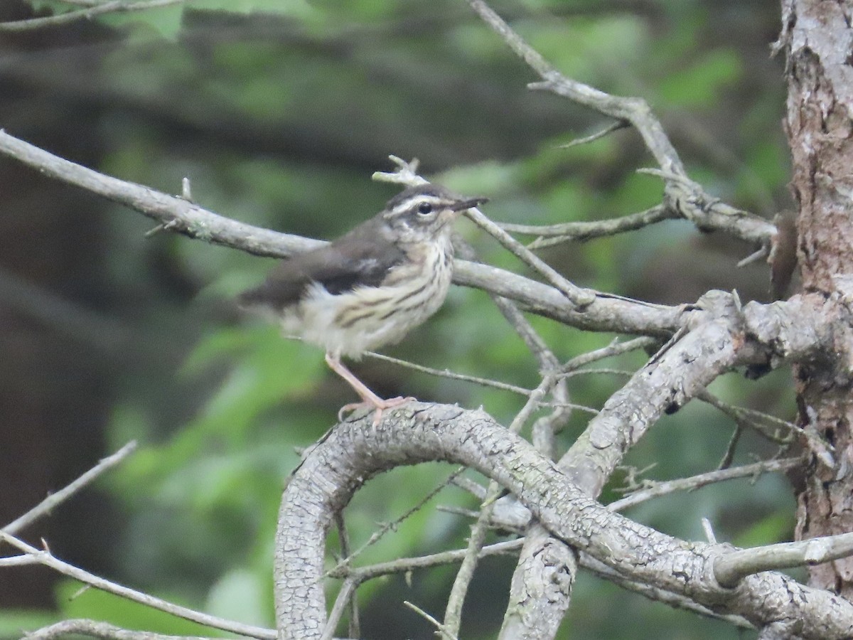 Louisiana Waterthrush - ML592507821