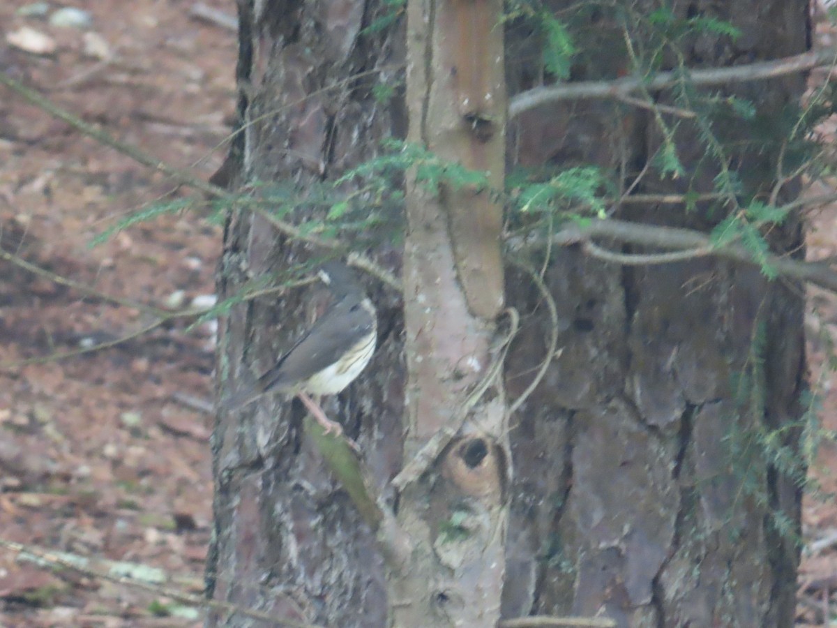 Louisiana Waterthrush - ML592507831