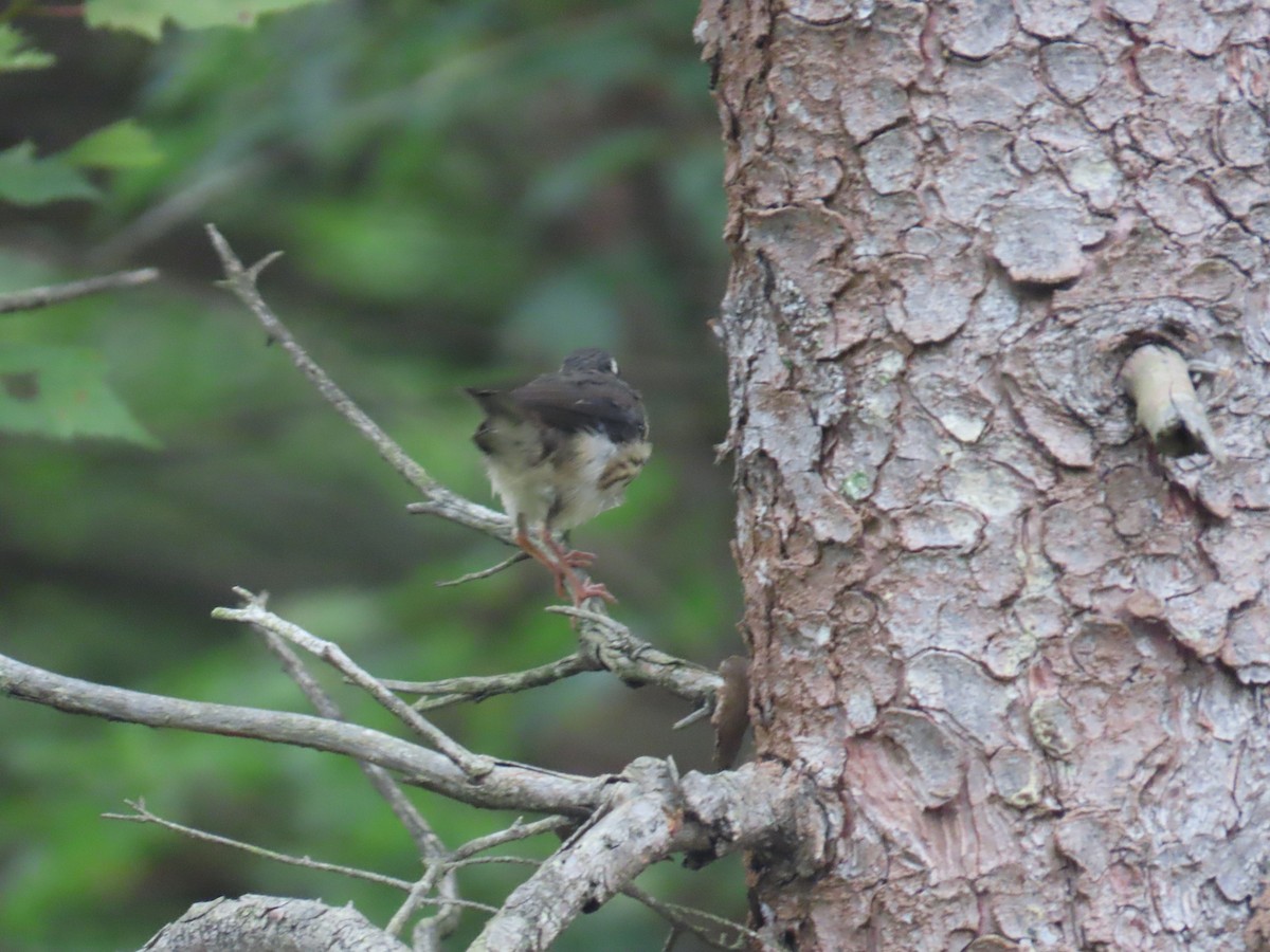 Louisiana Waterthrush - ML592507861