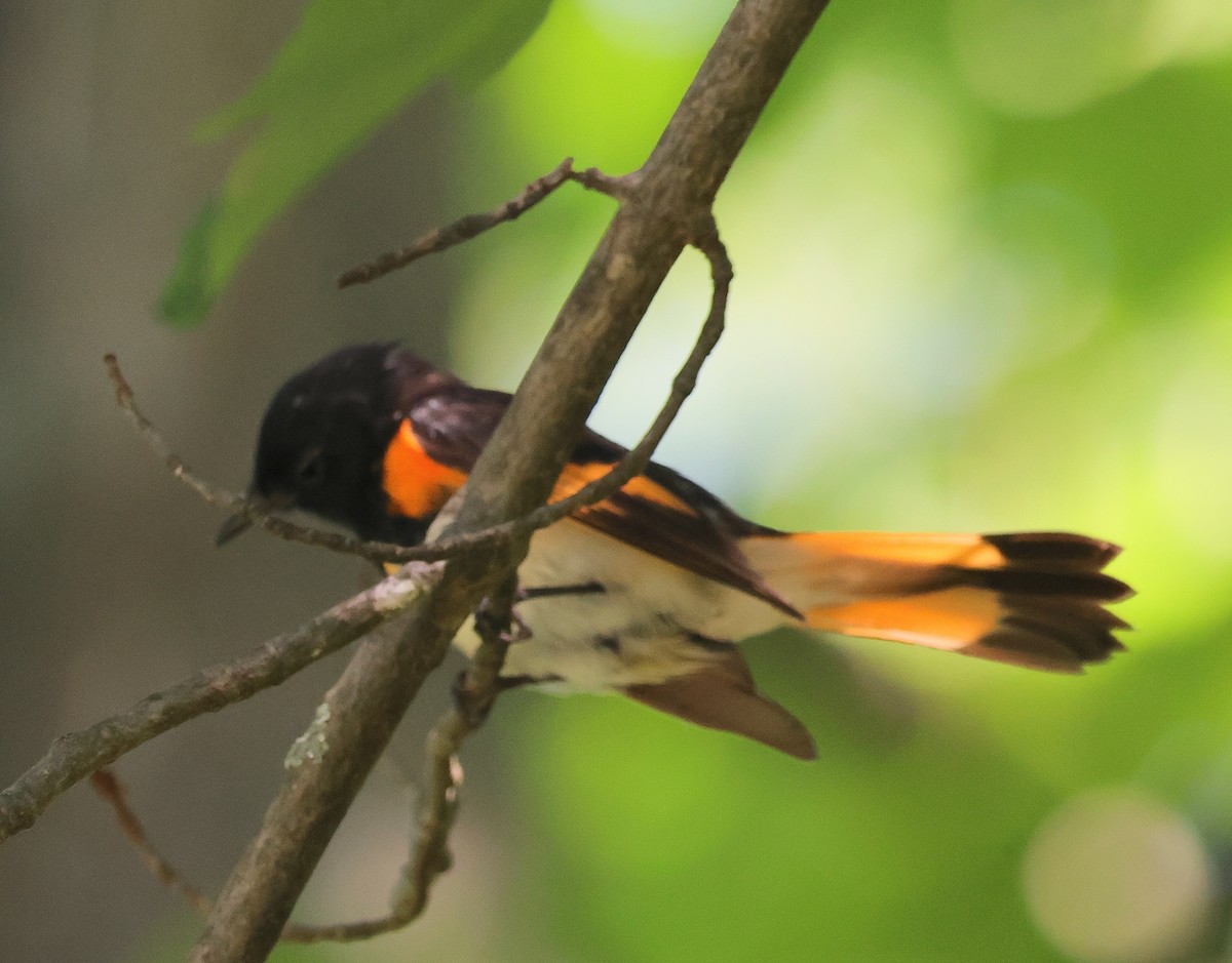 American Redstart - ML592508111