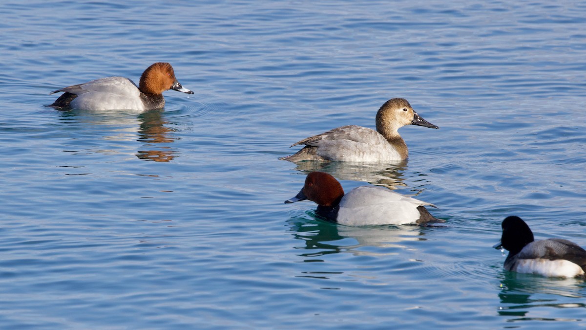 Canvasback - David Brassington