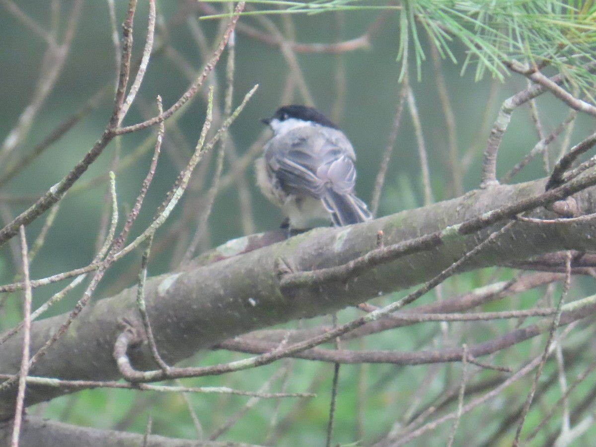 Black-capped Chickadee - ML592508281