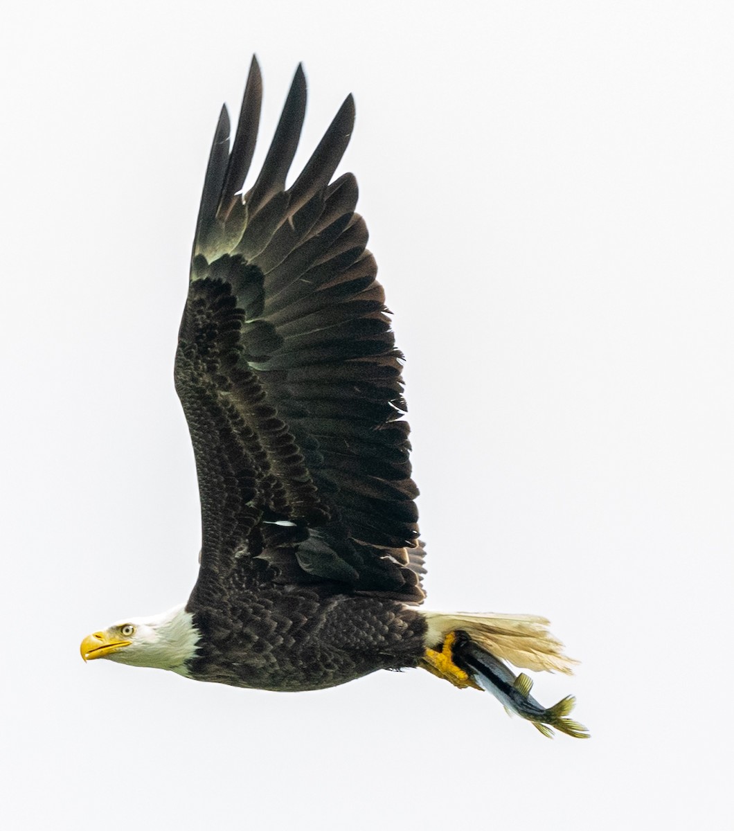 Bald Eagle - Jason Forbes
