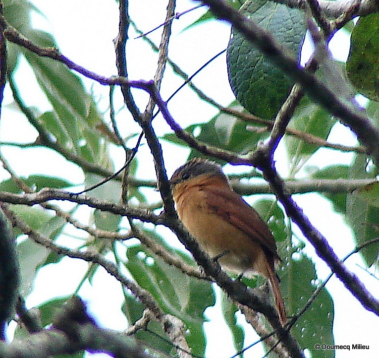 Chestnut-crowned Becard - ML59251061