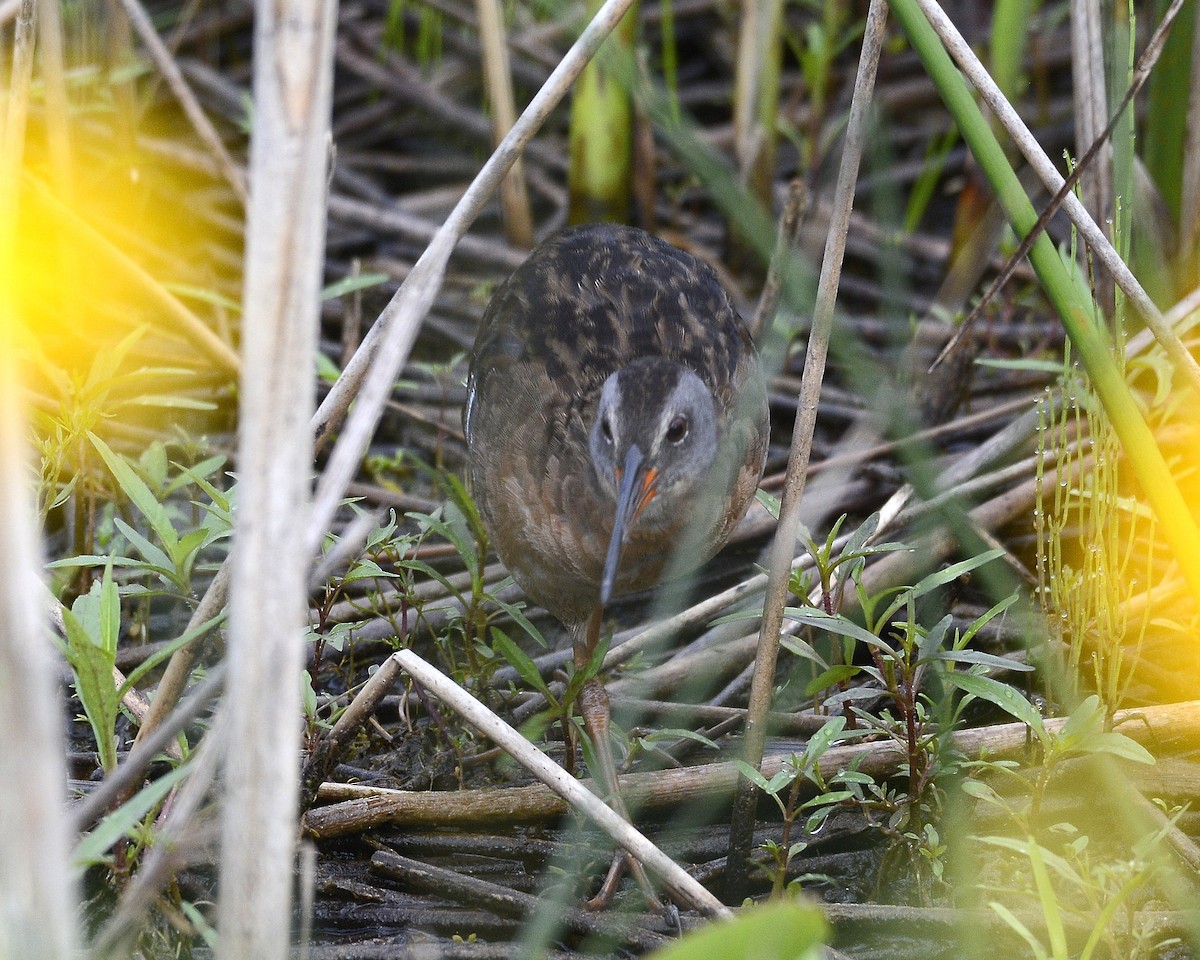 Virginia Rail - ML592511011