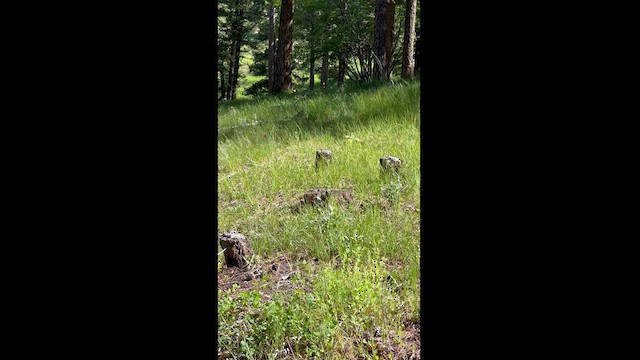 Mountain Chickadee - ML592511031