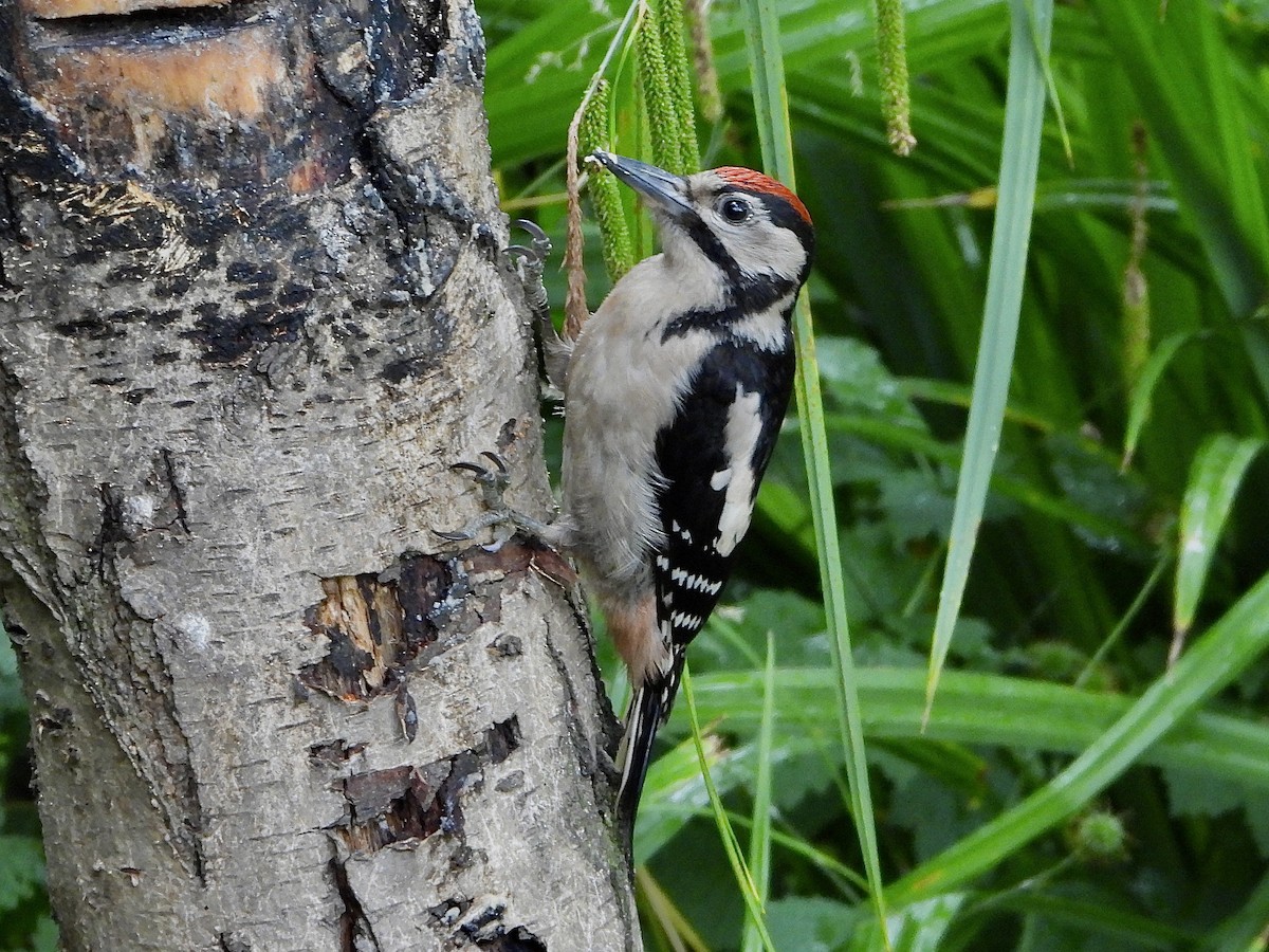 Great Spotted Woodpecker - Andrew Wappat