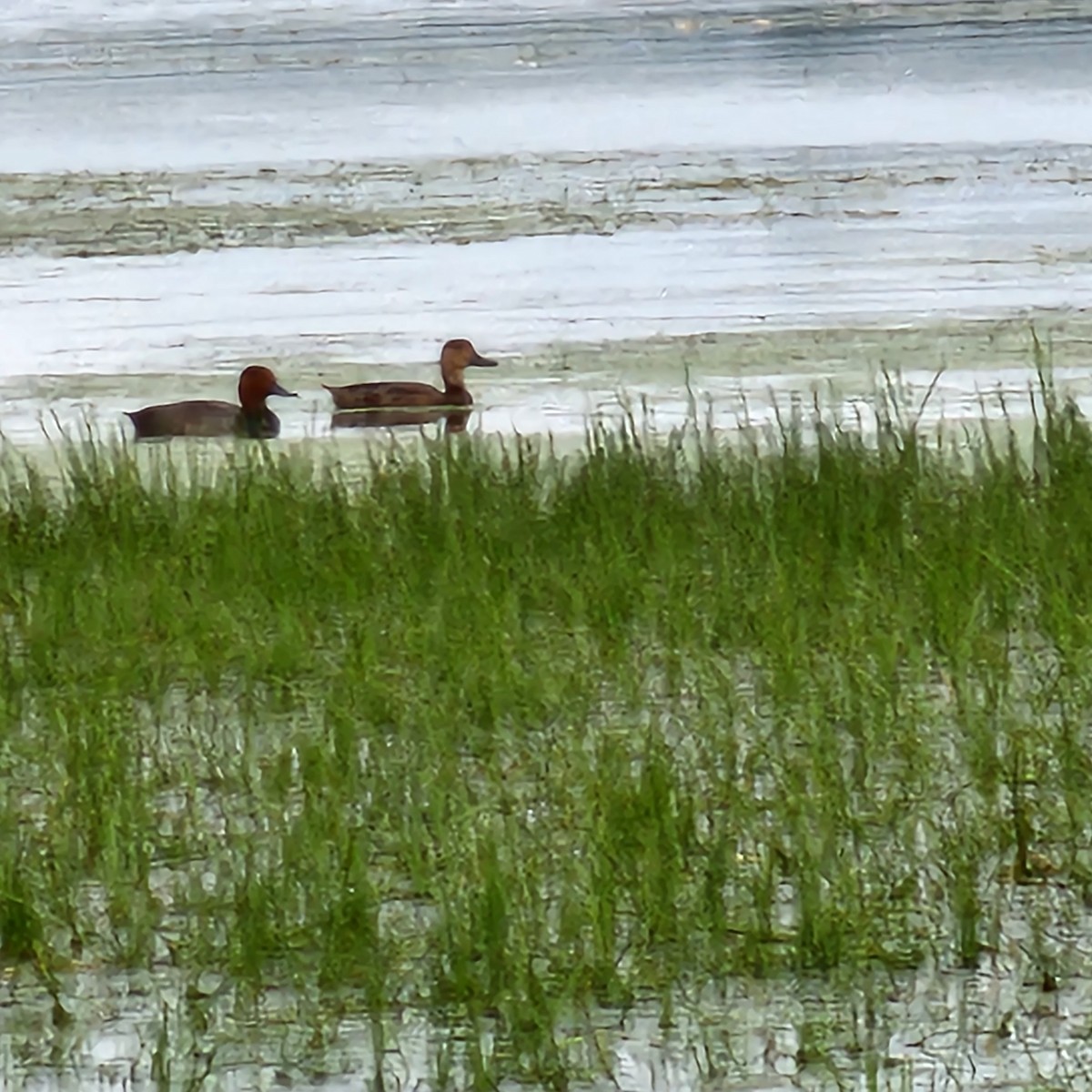 Fuligule à tête rouge - ML592512401