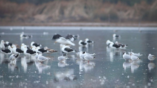 Brown-hooded Gull - ML592512421