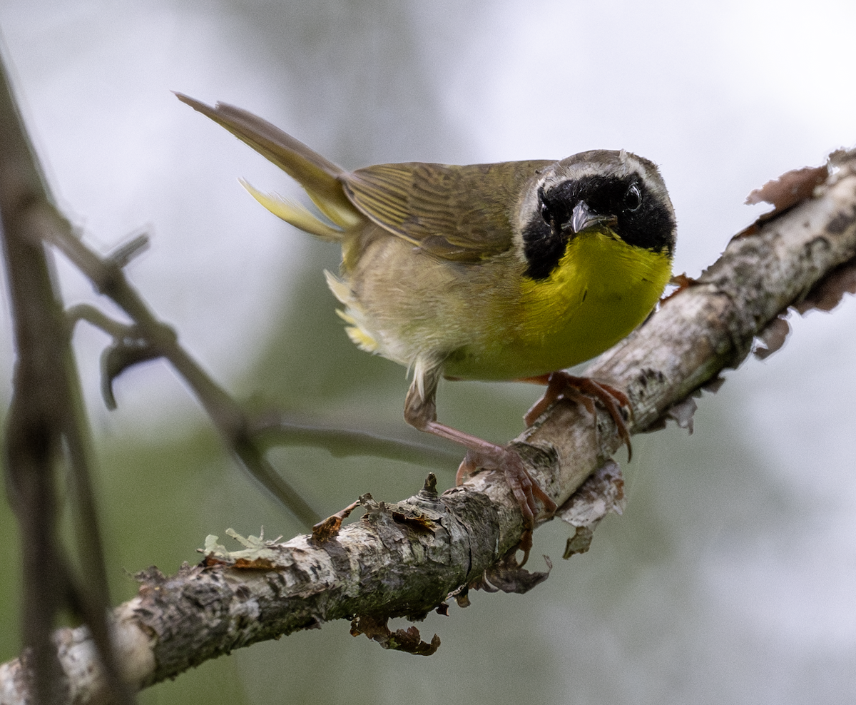 Common Yellowthroat - ML592512791