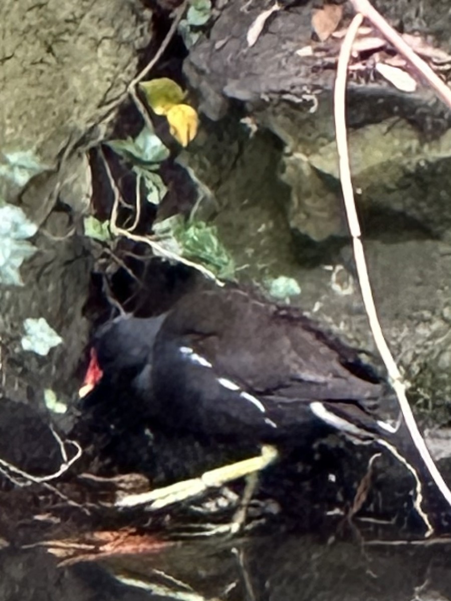 Eurasian Moorhen - ML592514181