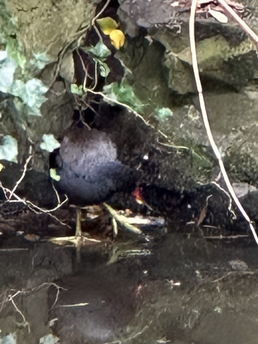 Eurasian Moorhen - ML592514191