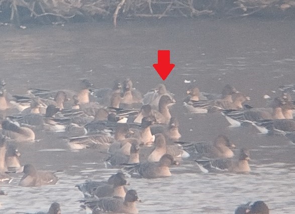 Pink-footed Goose - ML592514331