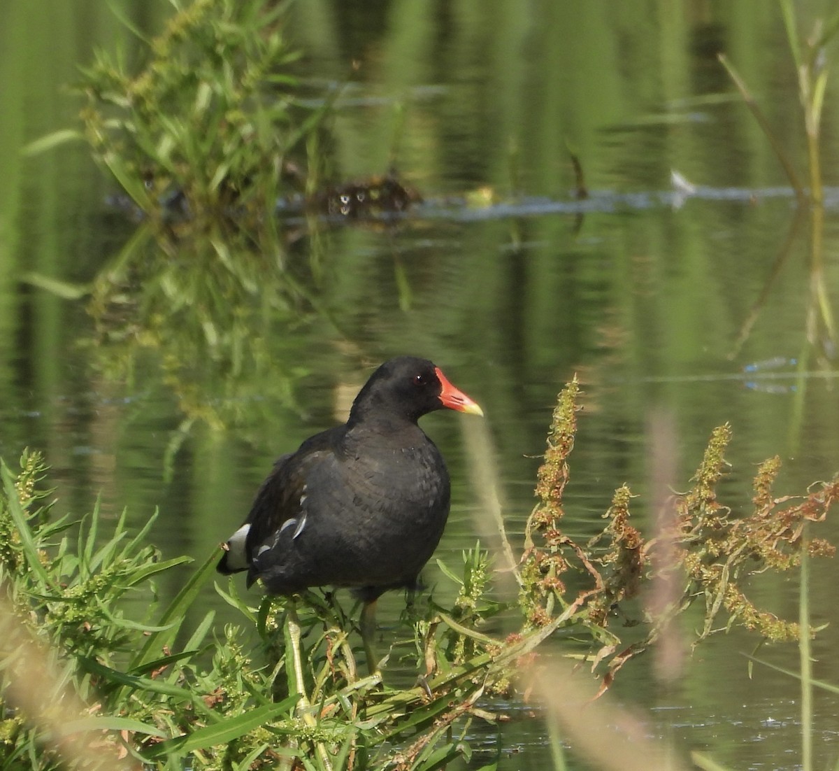 Eurasian Moorhen - ML592514391