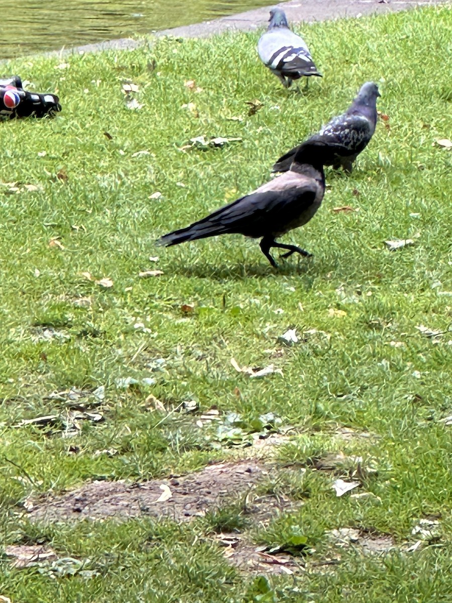 Hooded Crow - ML592514541