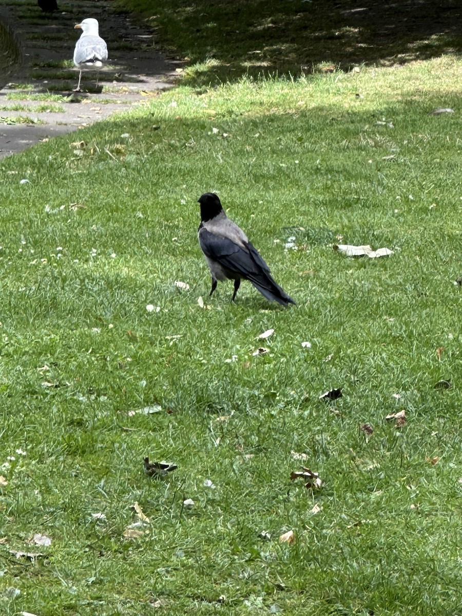 Hooded Crow - ML592514551