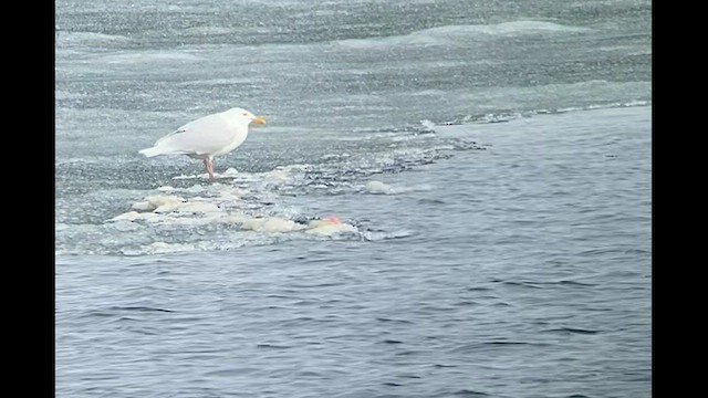 Glaucous Gull - ML592514861