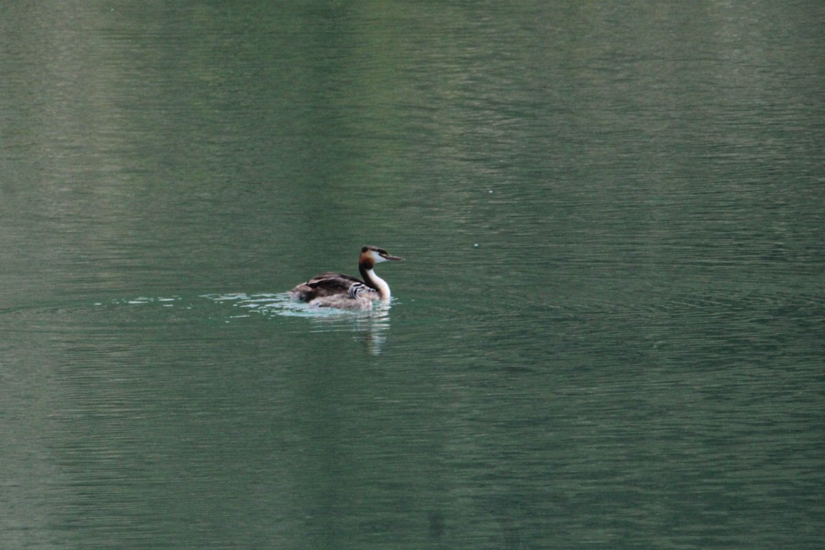 Great Crested Grebe - ML592515281