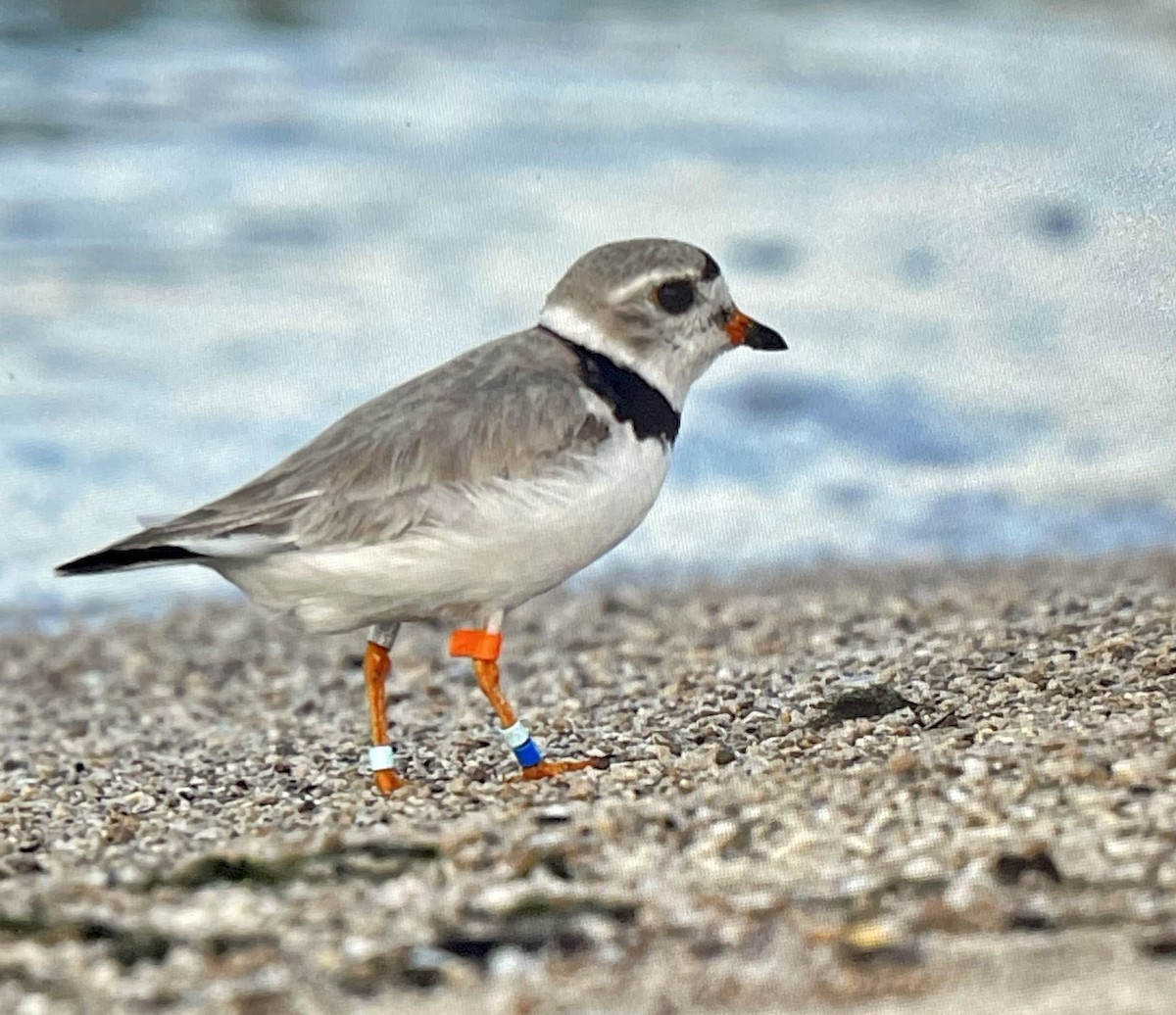 Piping Plover - ML592515331