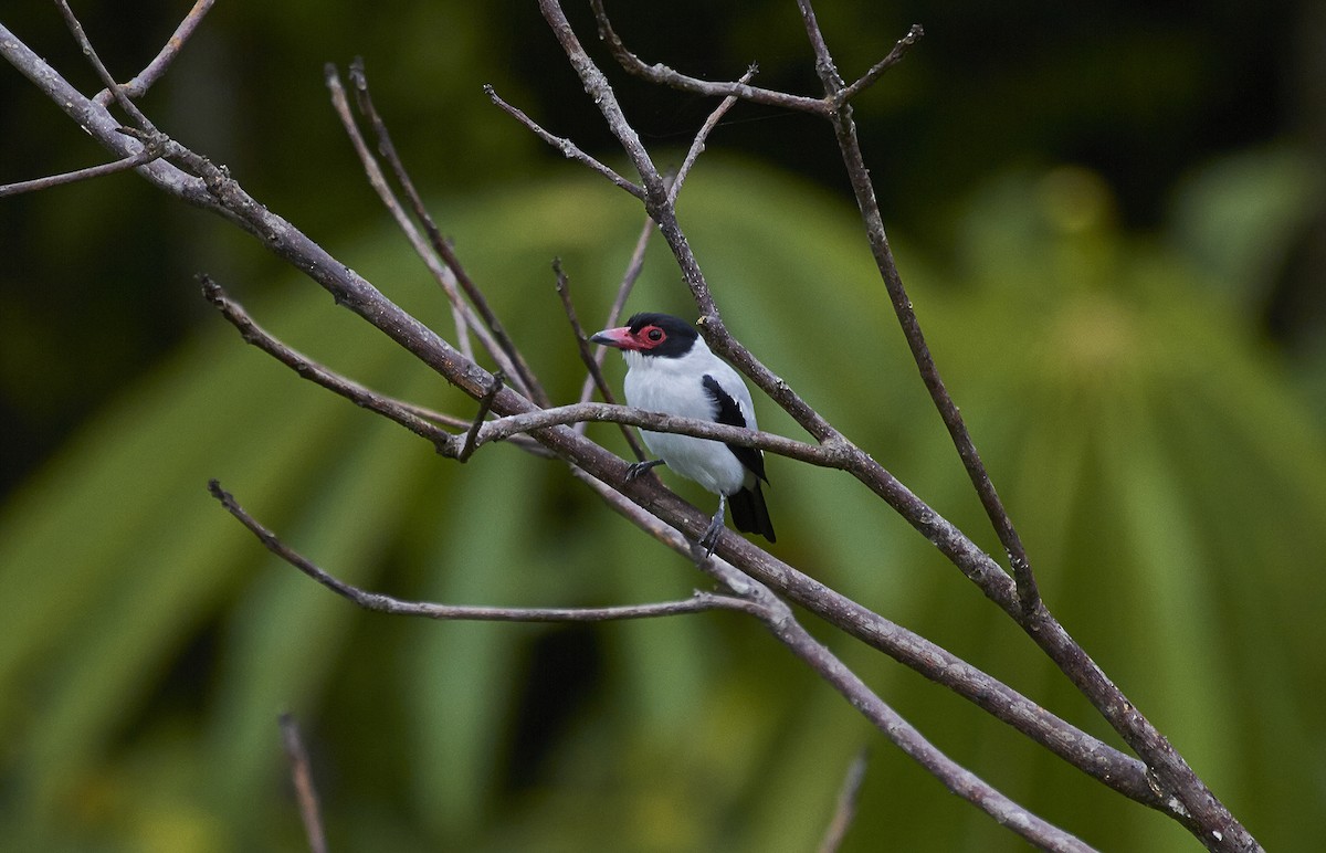 Black-tailed Tityra - ML592515481