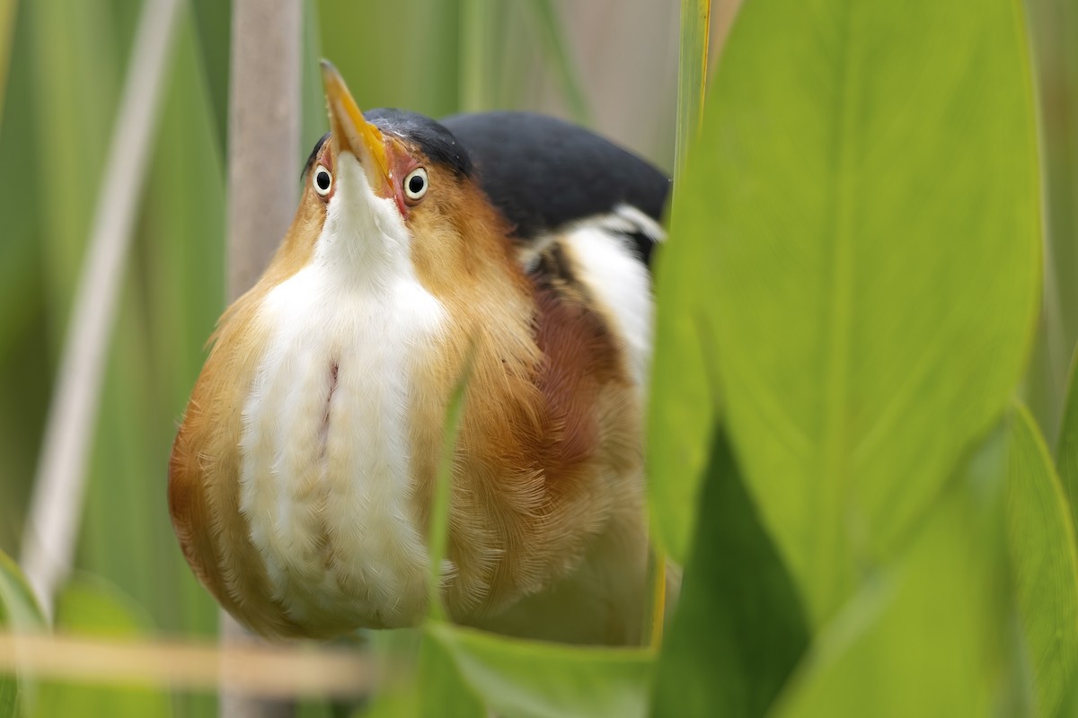 Least Bittern - ML592517141