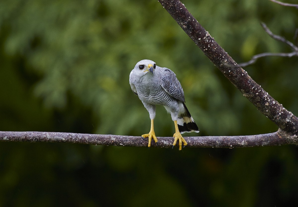 Gray-lined Hawk - ML592517441