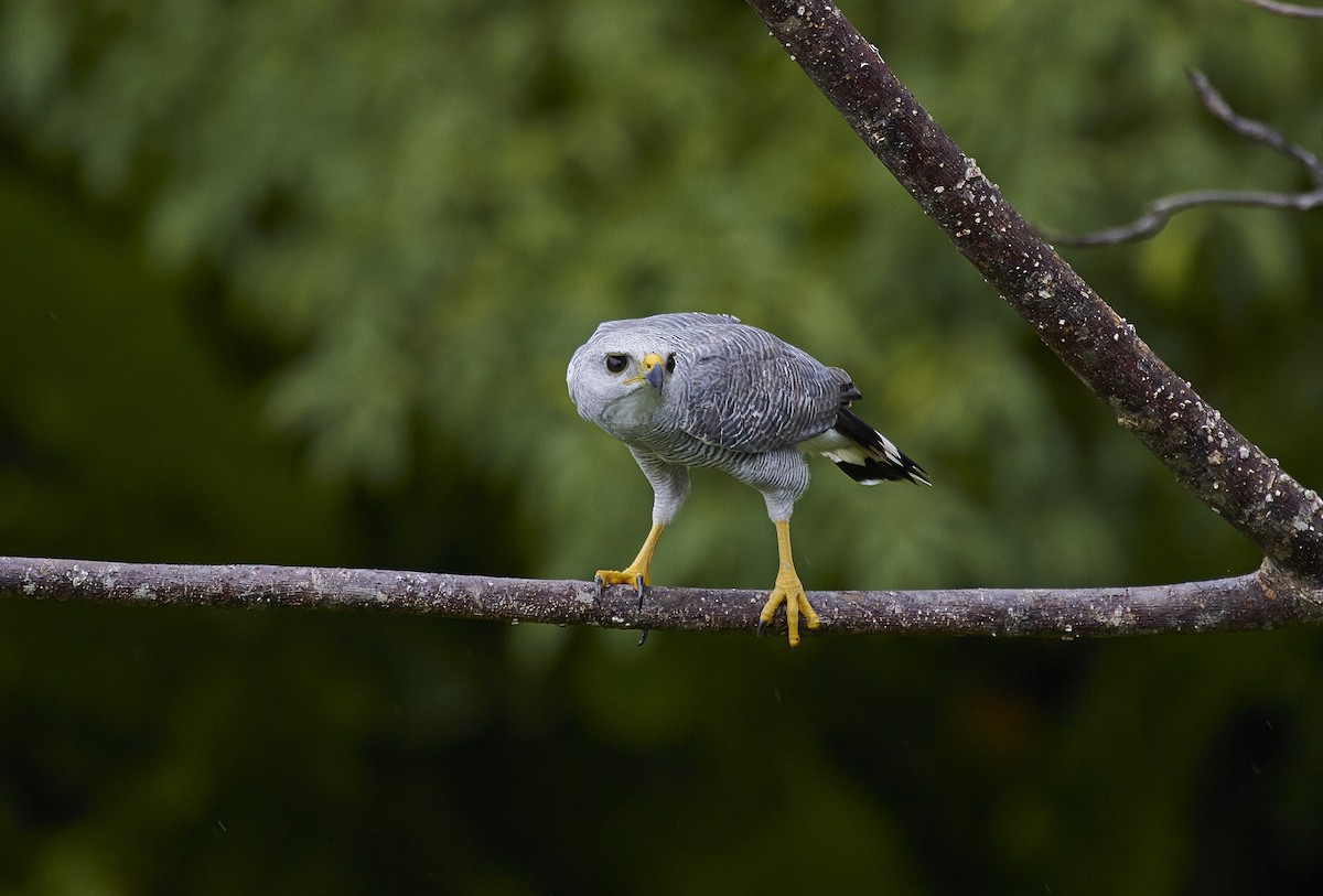 Gray-lined Hawk - javier  mesa