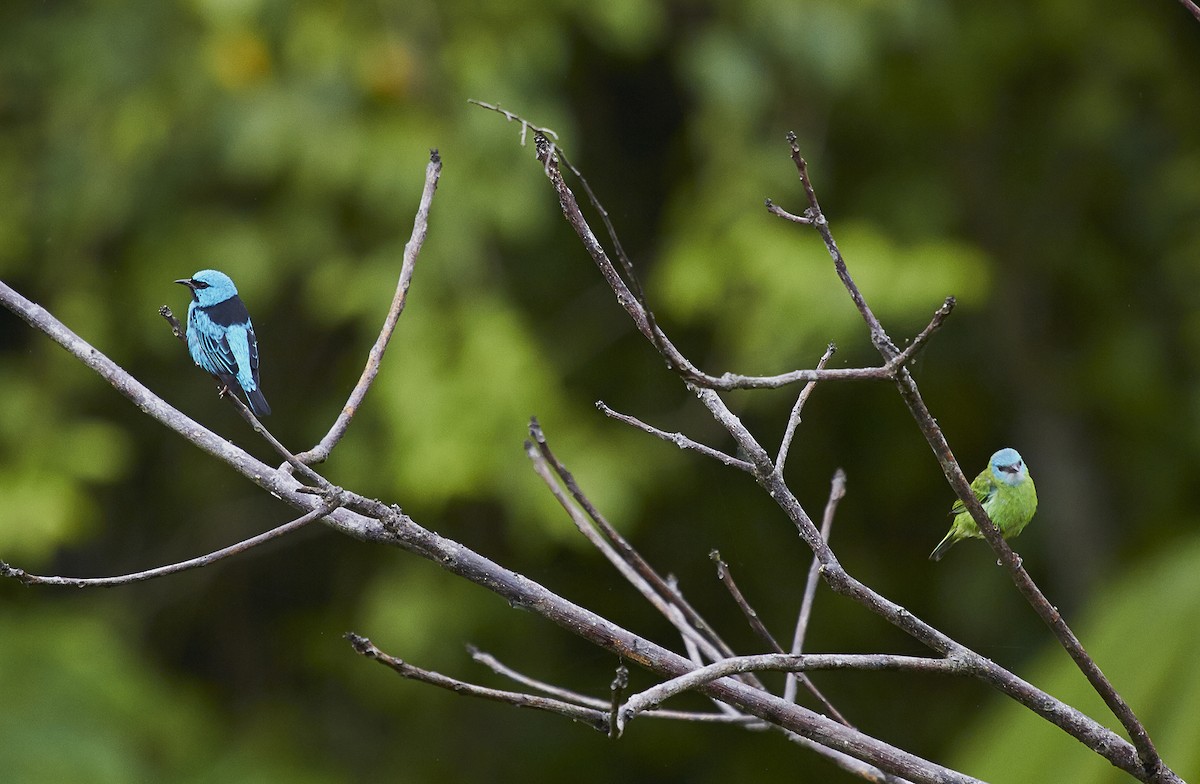 Dacnis Azul - ML592517531