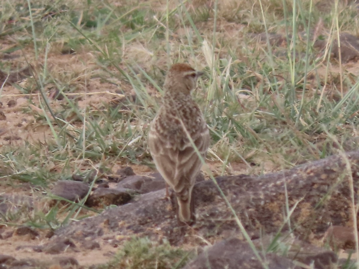 Rufous-capped Lark - ML592518101