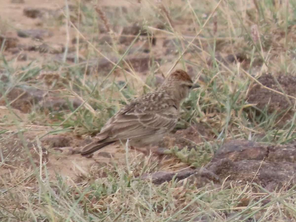 Rufous-capped Lark - ML592518131