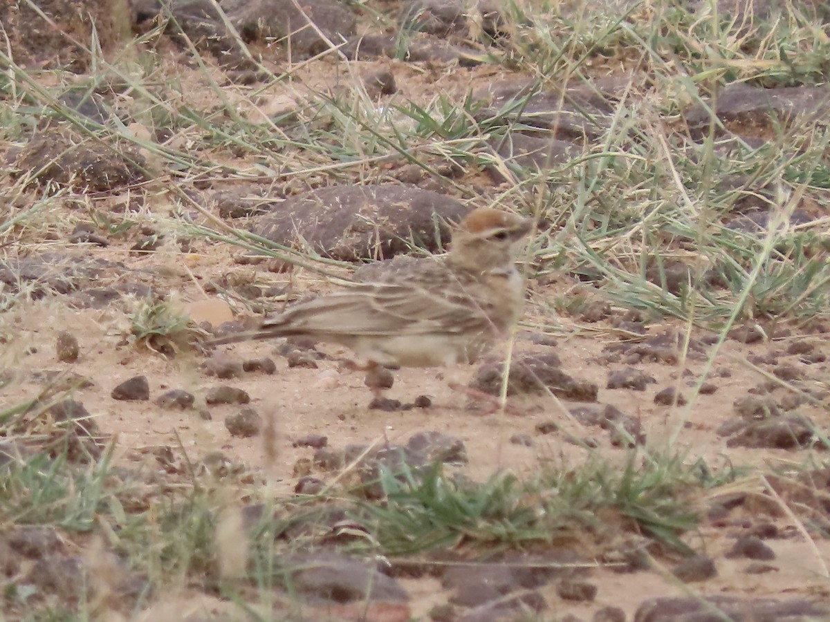 Rufous-capped Lark - ML592518141