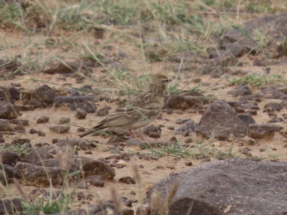 Rufous-capped Lark - Gregory Askew